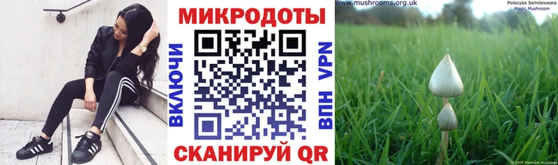 гидра ТОР  Курган  Псилоцибиновые грибы Magic Shrooms  сколько стоит 